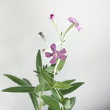 Floral 5
